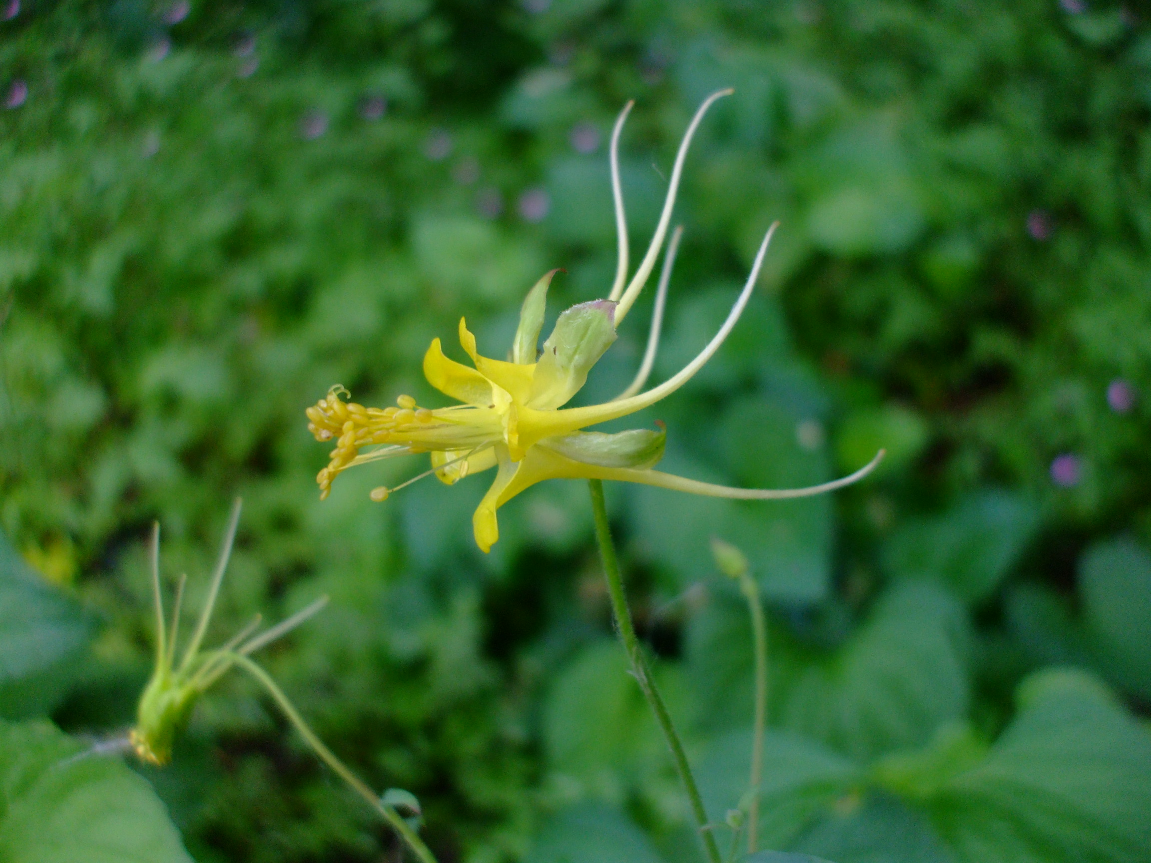 Aquilegia chaplinei